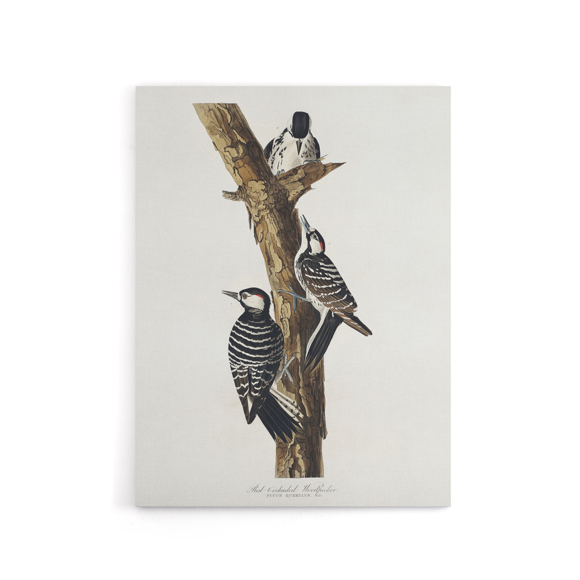 Red Cockaded Woodpecker Audubon Nature Canvas Wall Art Print