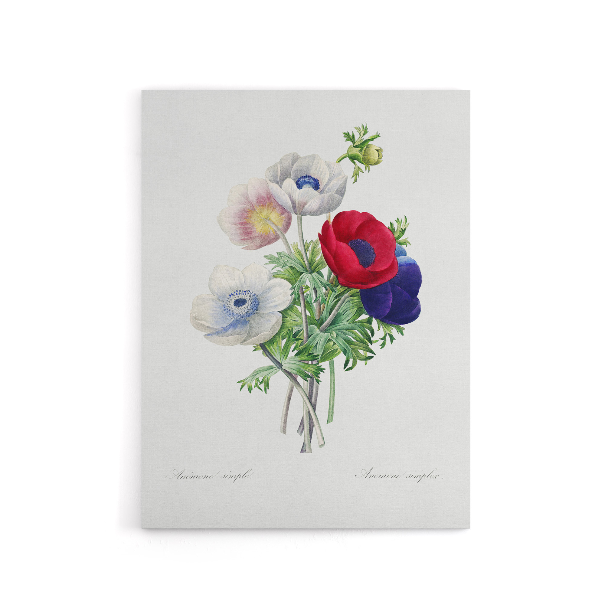 Anemone Flowers Botanical Redoute Vintage Canvas Wall Art Print