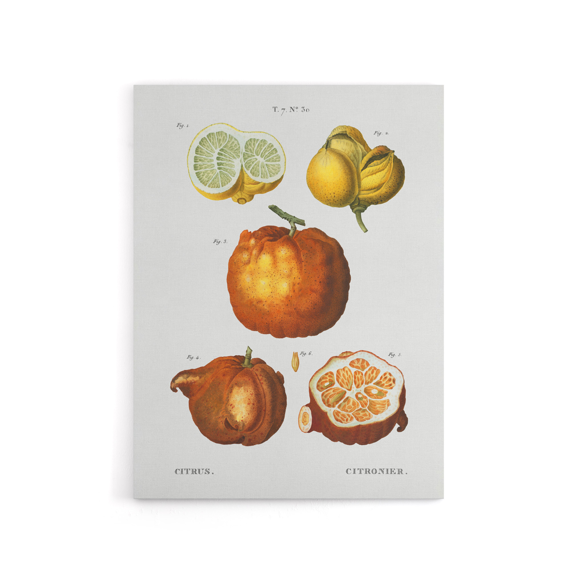 Citrus Fruit Illustration Redoute Vintage Canvas Wall Art Print