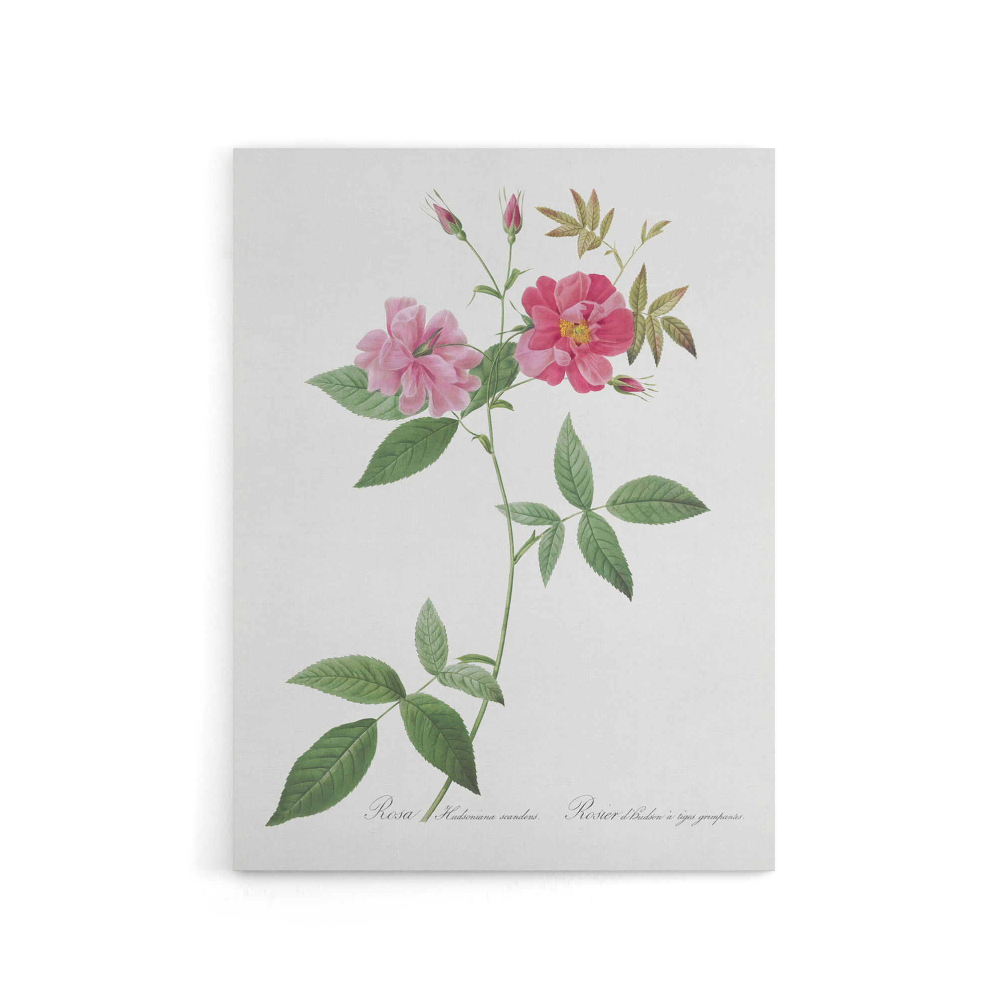 Hudson Rosehip Botanical Redoute Vintage Canvas Wall Art