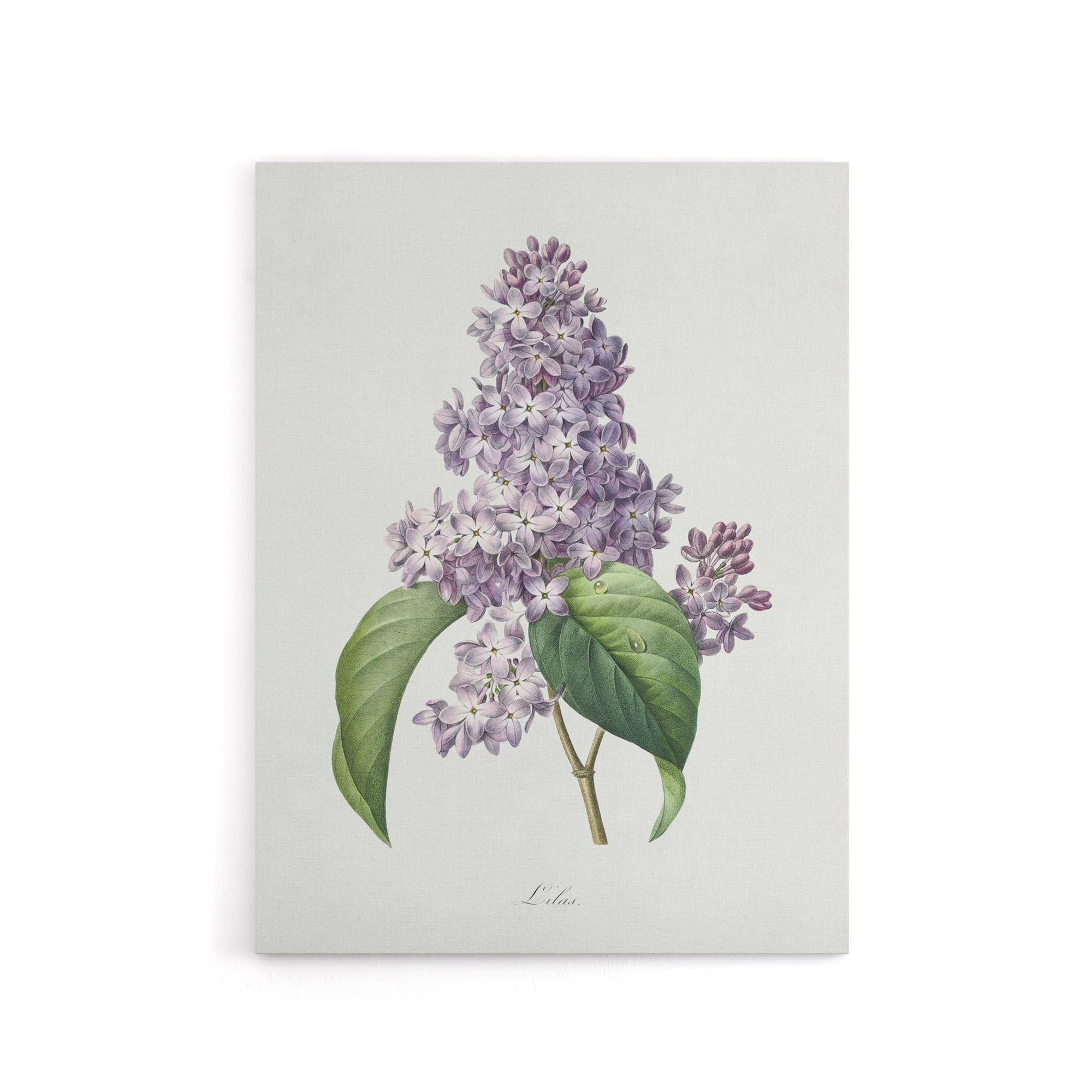 Lilac Floral Illustration Redoute Vintage Canvas Wall Art Print