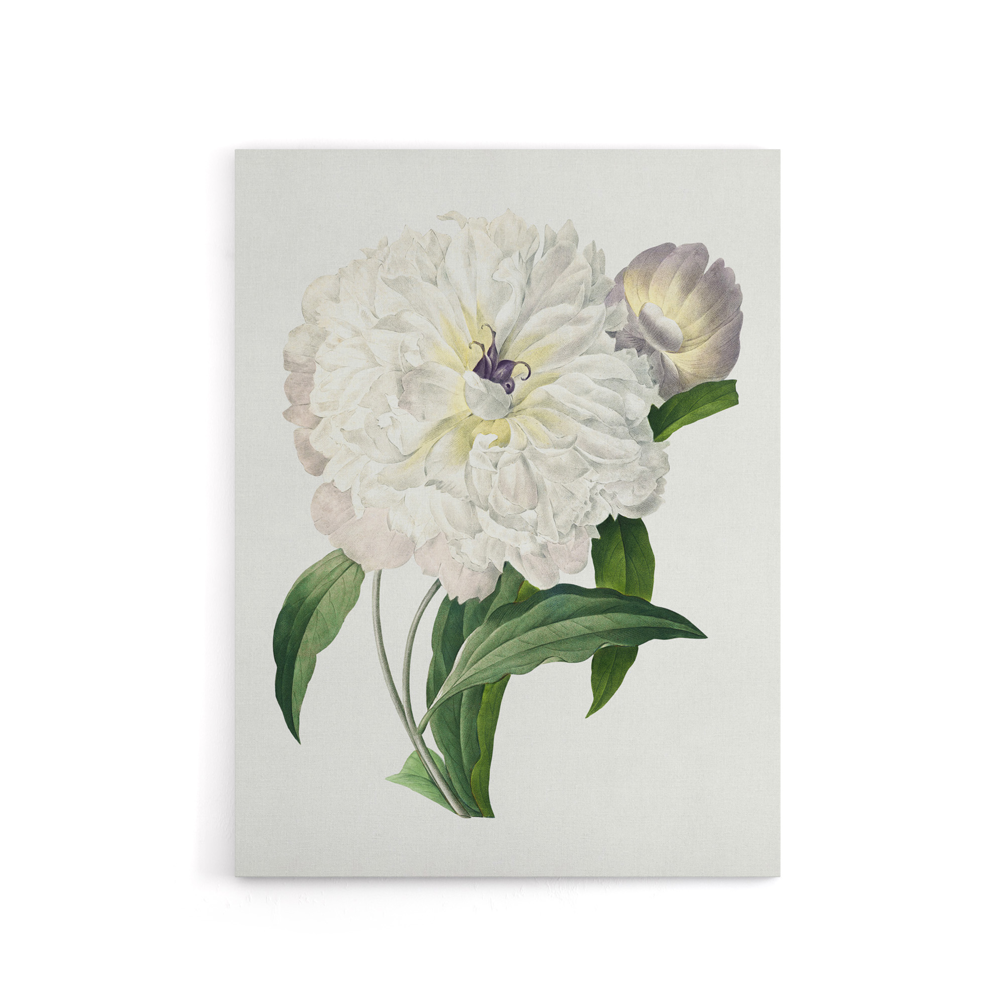Peony Flower Illustration Redoute Vintage Canvas Wall Art Print