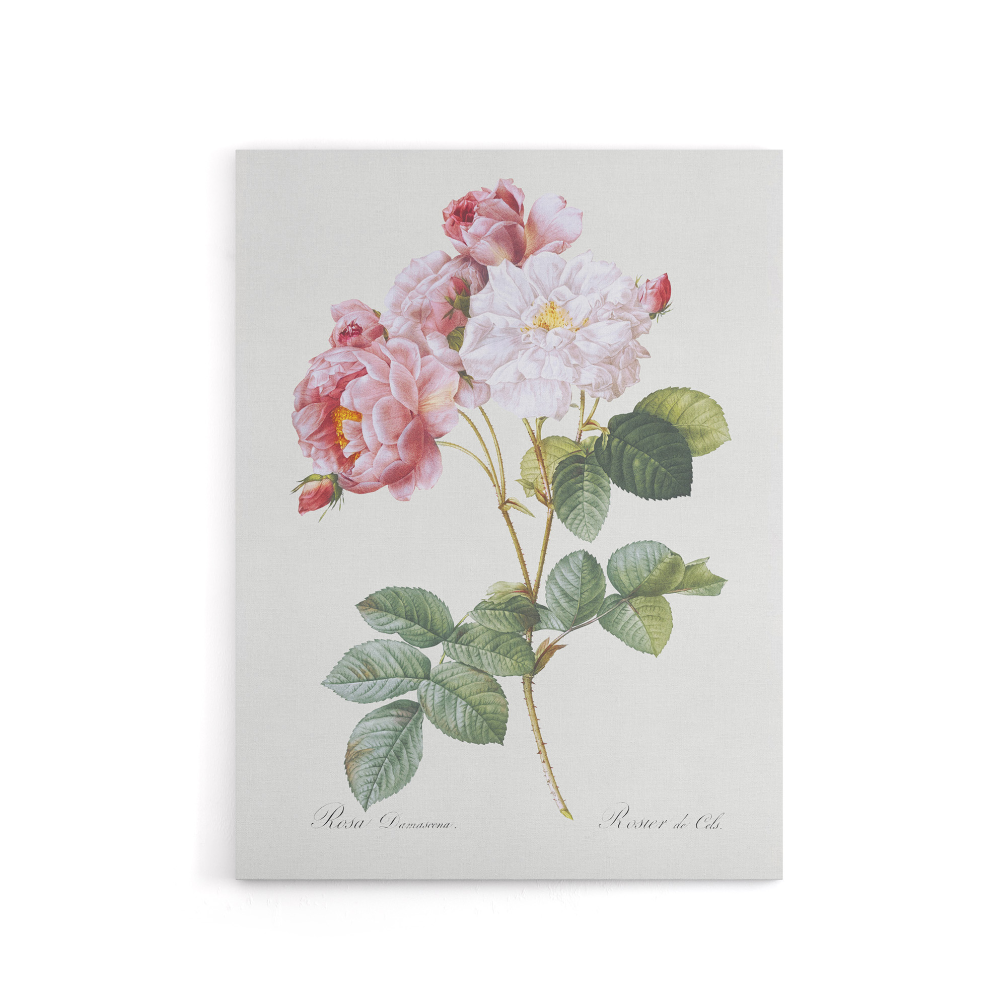 Pink Rosebush Flowers Redoute Vintage Canvas Wall Art