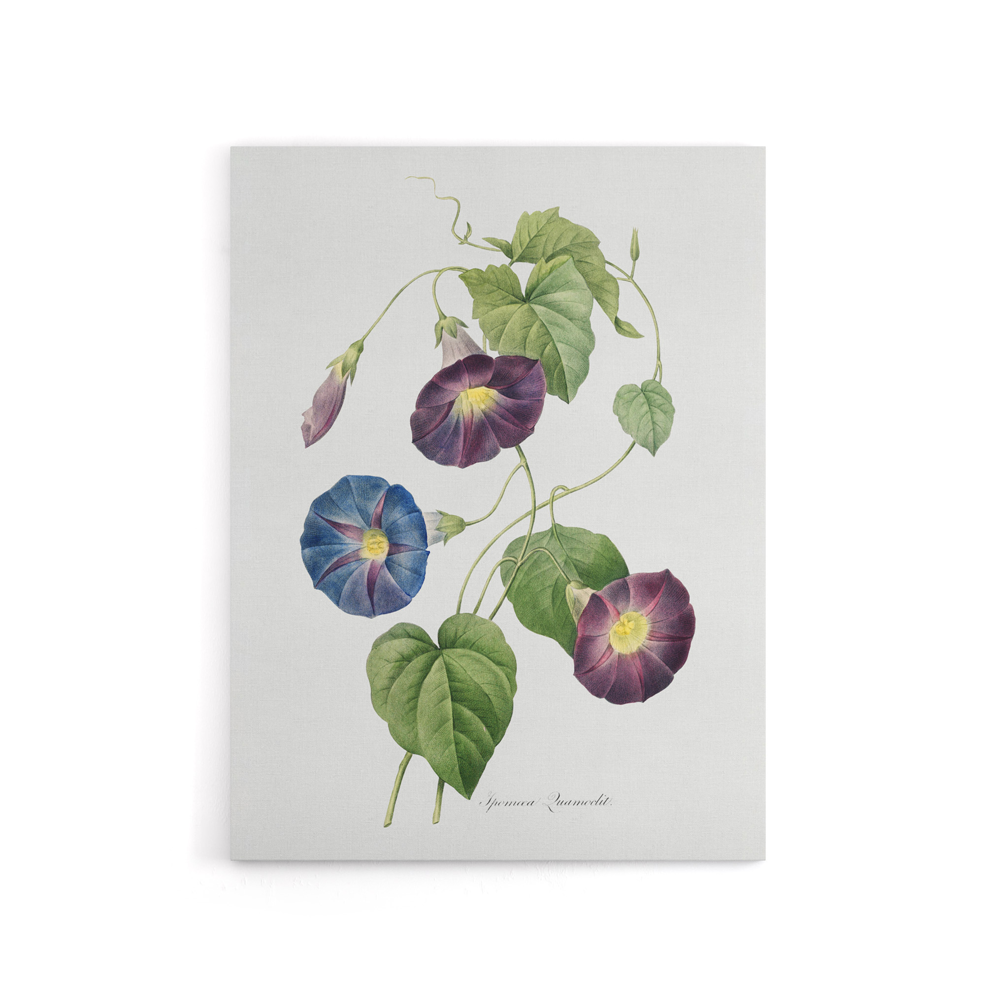 Morning Glory Floral Redoute Vintage Canvas Wall Art Print