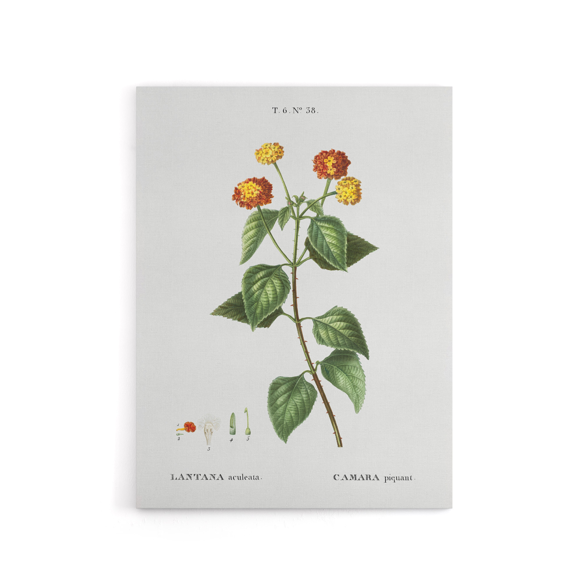Lantana Plant Botanical Redoute Vintage Canvas Wall Art