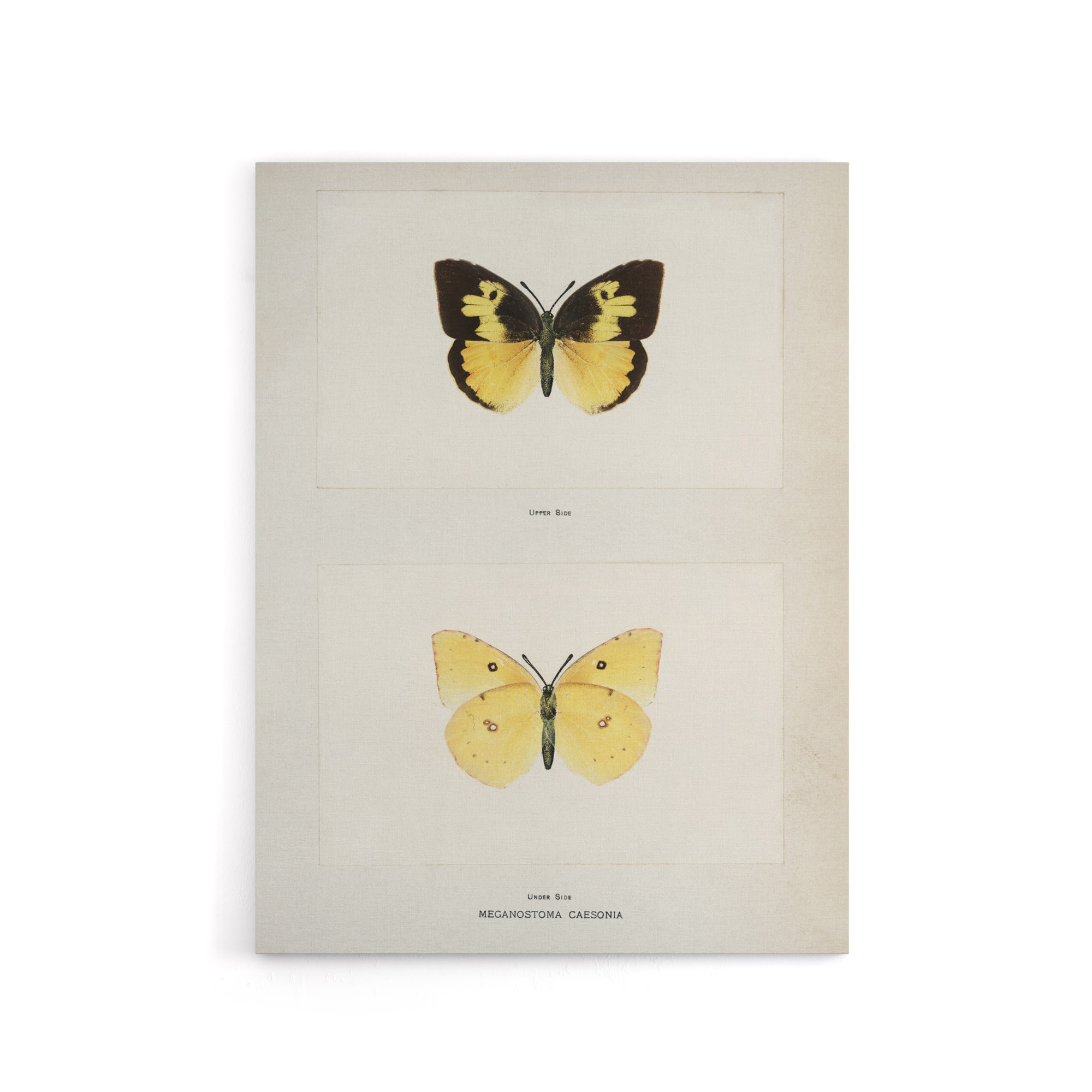 Southern Dogface Butterfly Sherman Denton Canvas Wall Art Print
