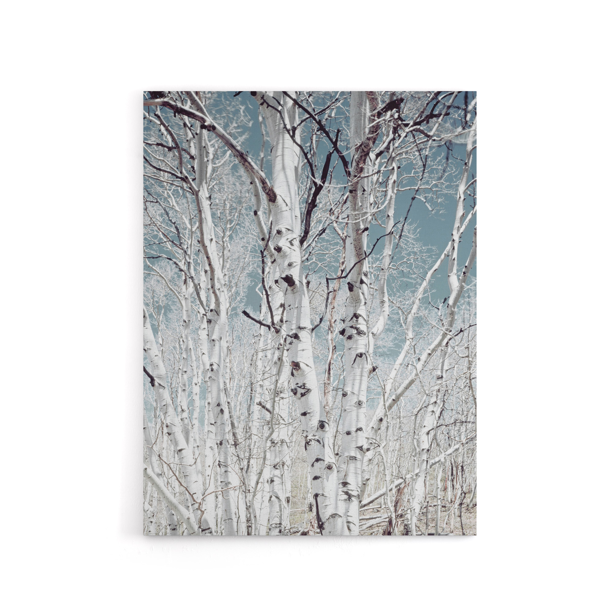 Birch tree forest Carol M Highsmith Canvas Wall Art Print