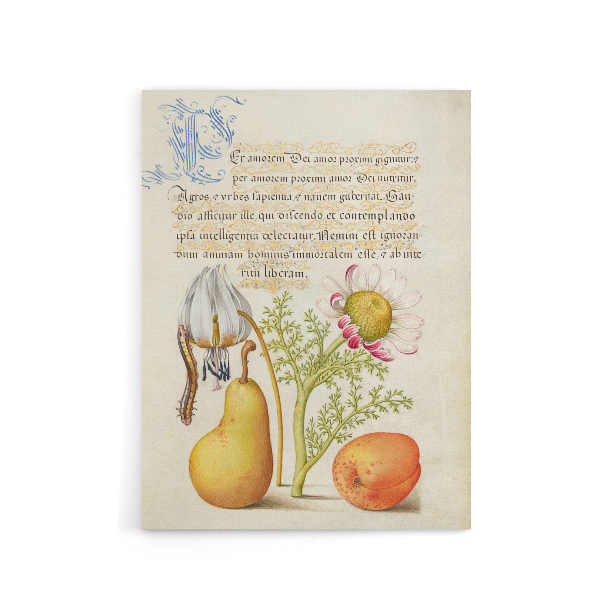 Caterpillar Flowers and Fruit Calligraphy Canvas Wall Art Print