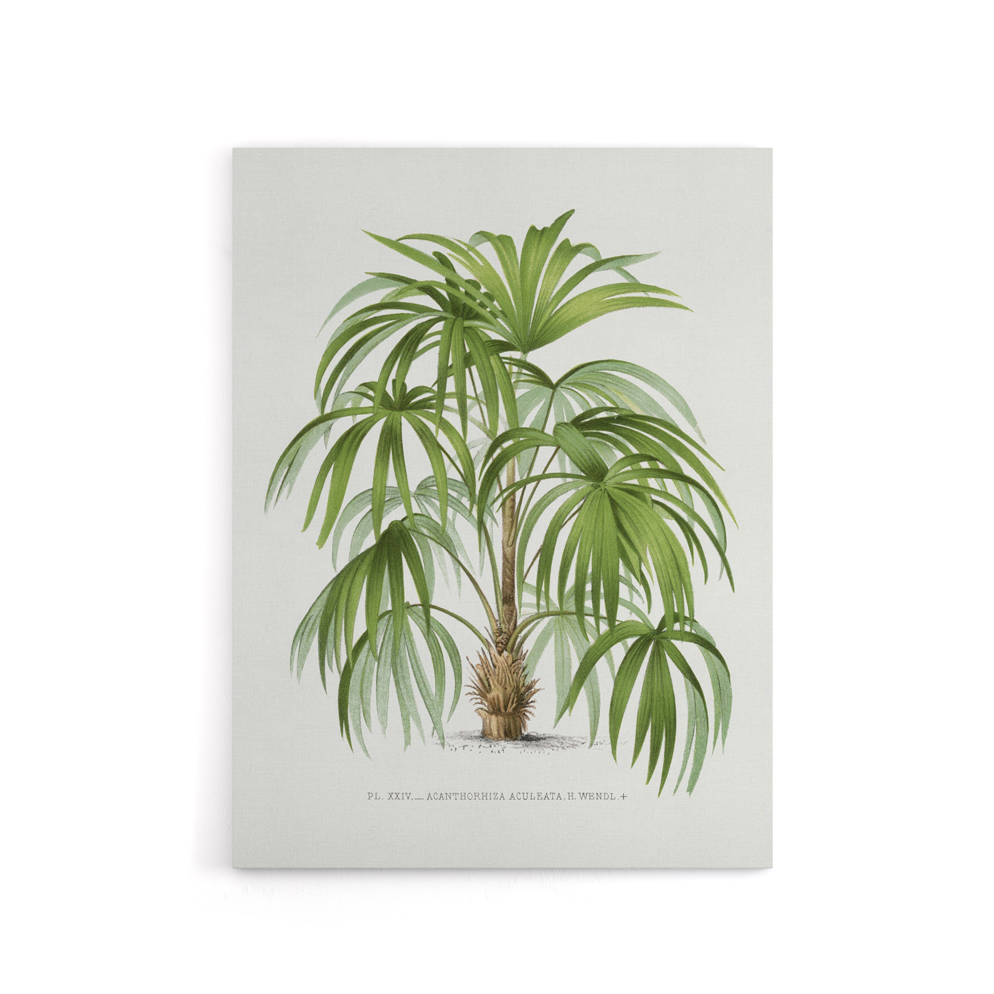 Acathophiza Aculeata Palm Tree Kerchove Canvas Wall Art Print