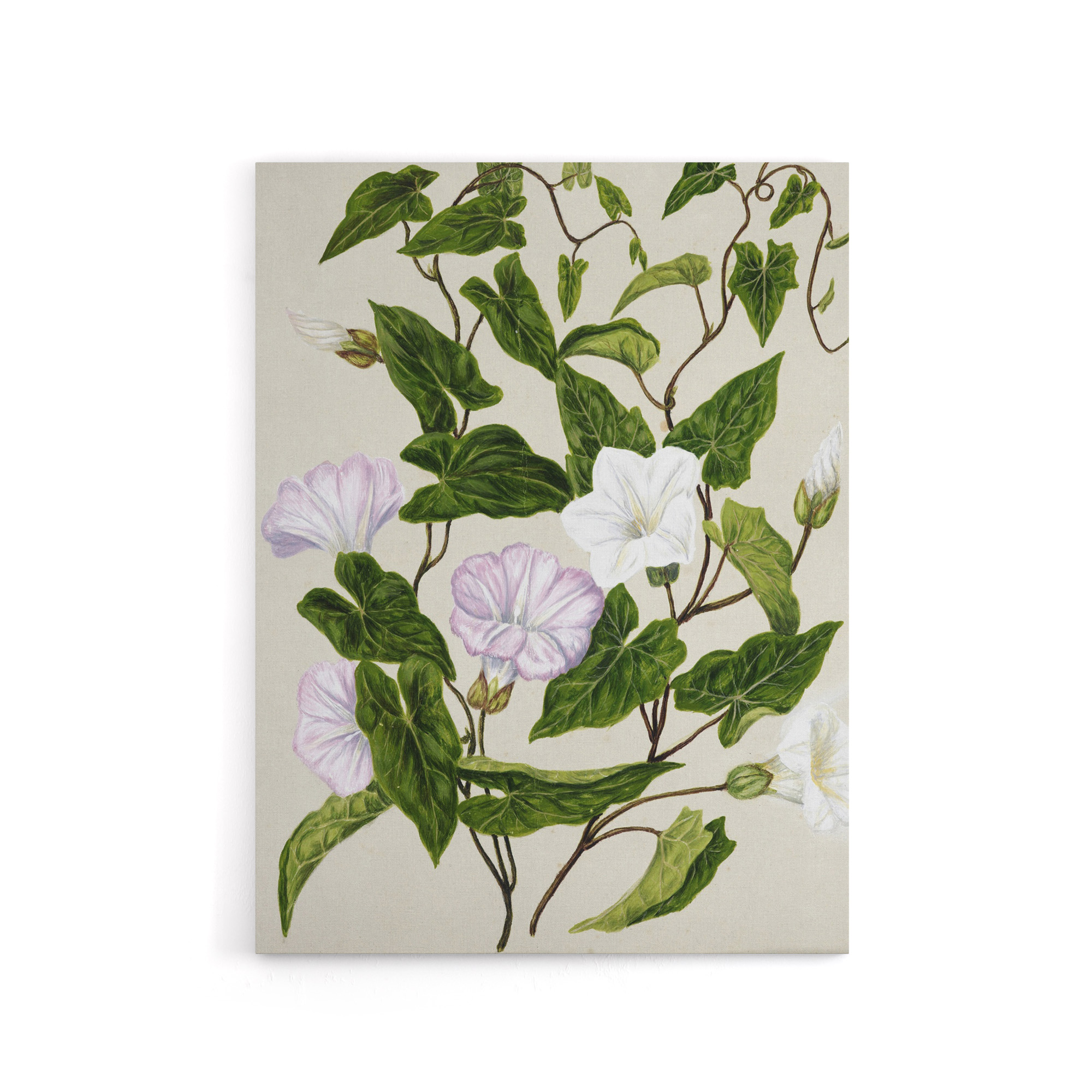 New Zealand Bindweed Wildflowers Featon Canvas Wall Art Print