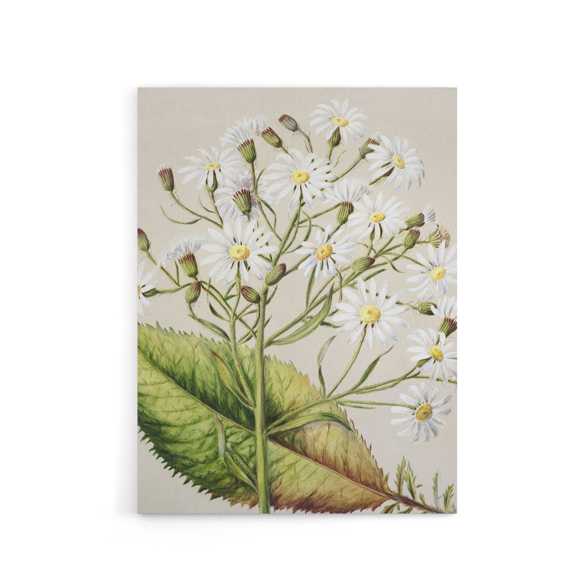 New Zealand Brachyglottis Hectorii Daisies Featon Canvas Wall Art Print