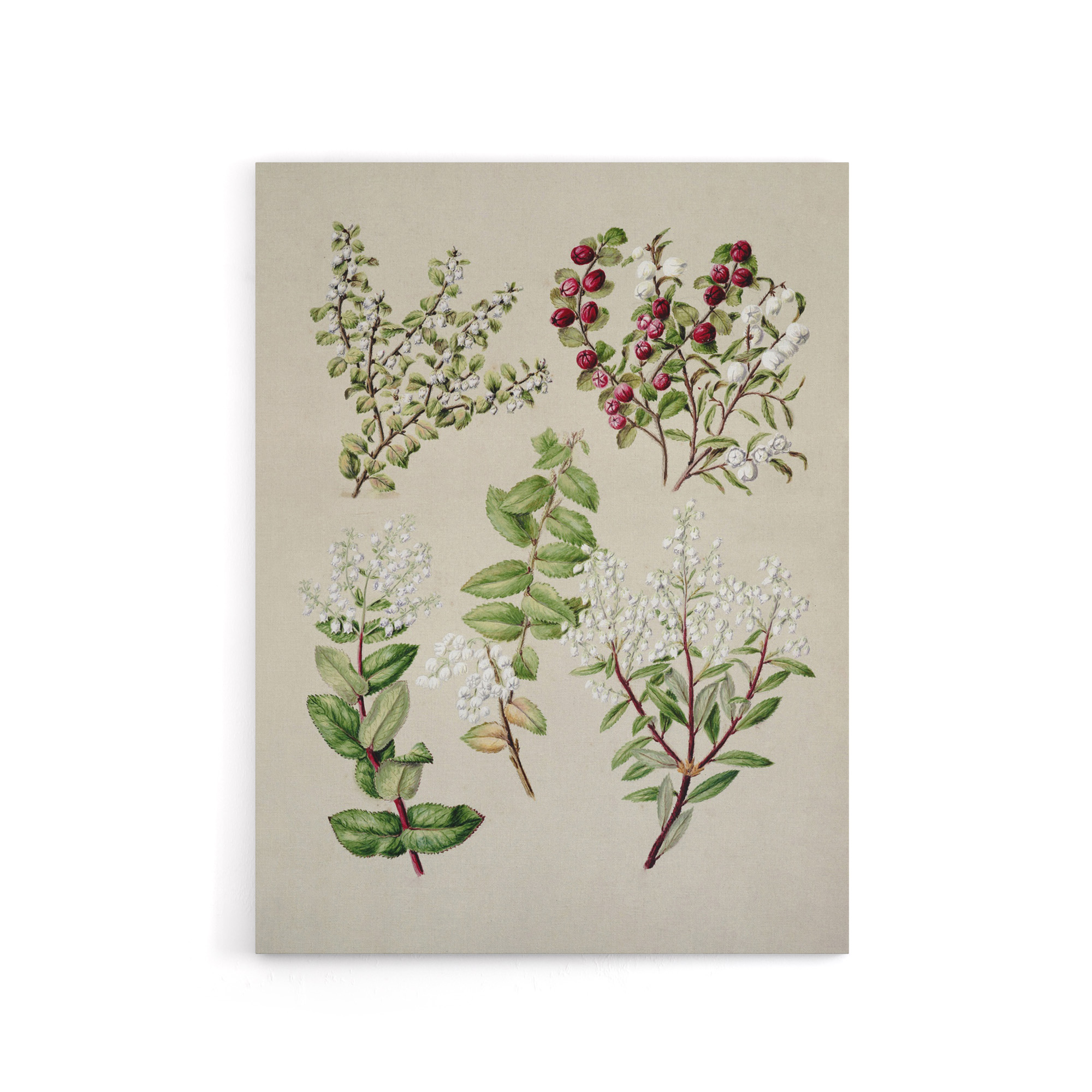New Zealand Gaultheria Flowering Plant Featon Canvas Wall Art Print