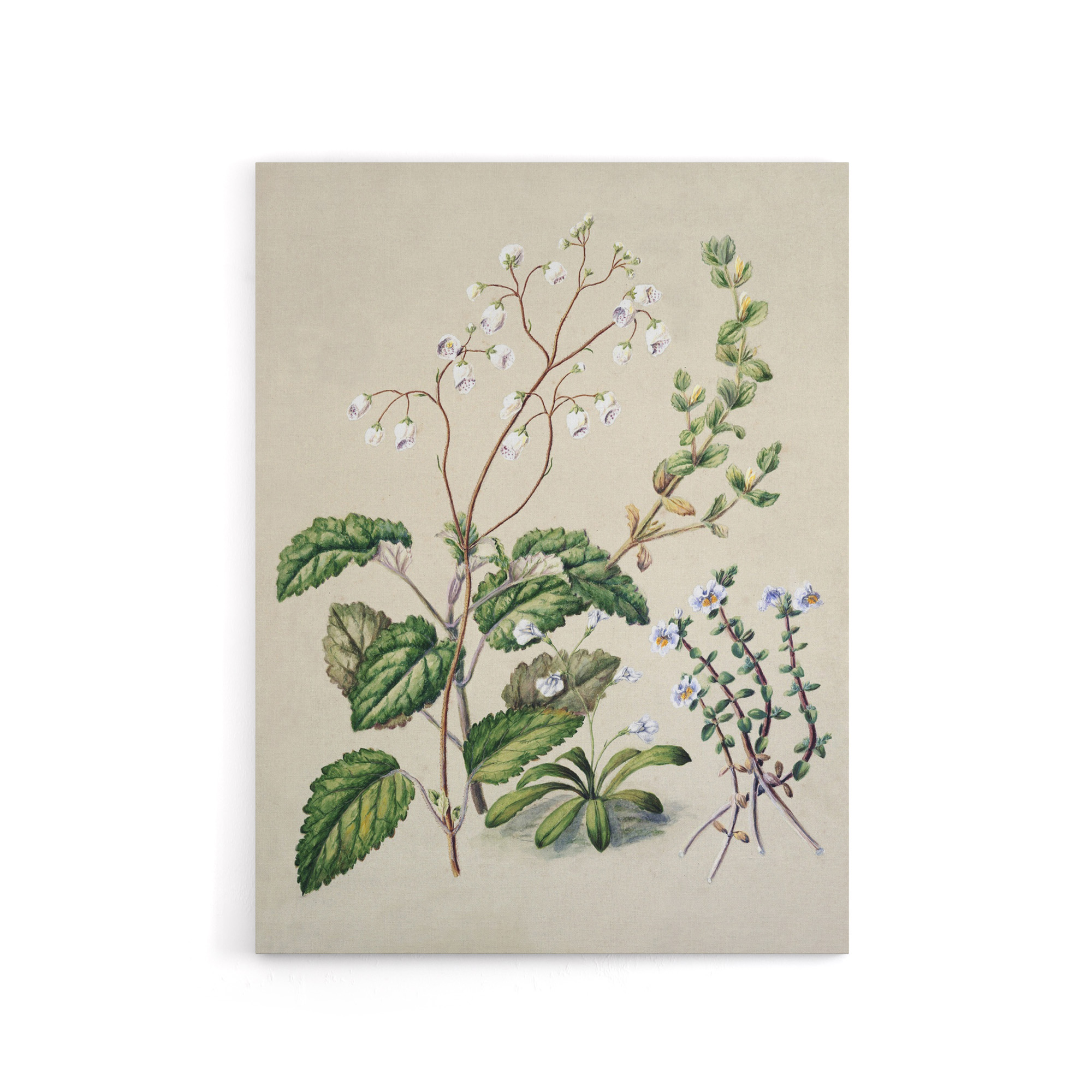 New Zealand Swamp Mazus Flowering Plant Featon Canvas Wall Art Print