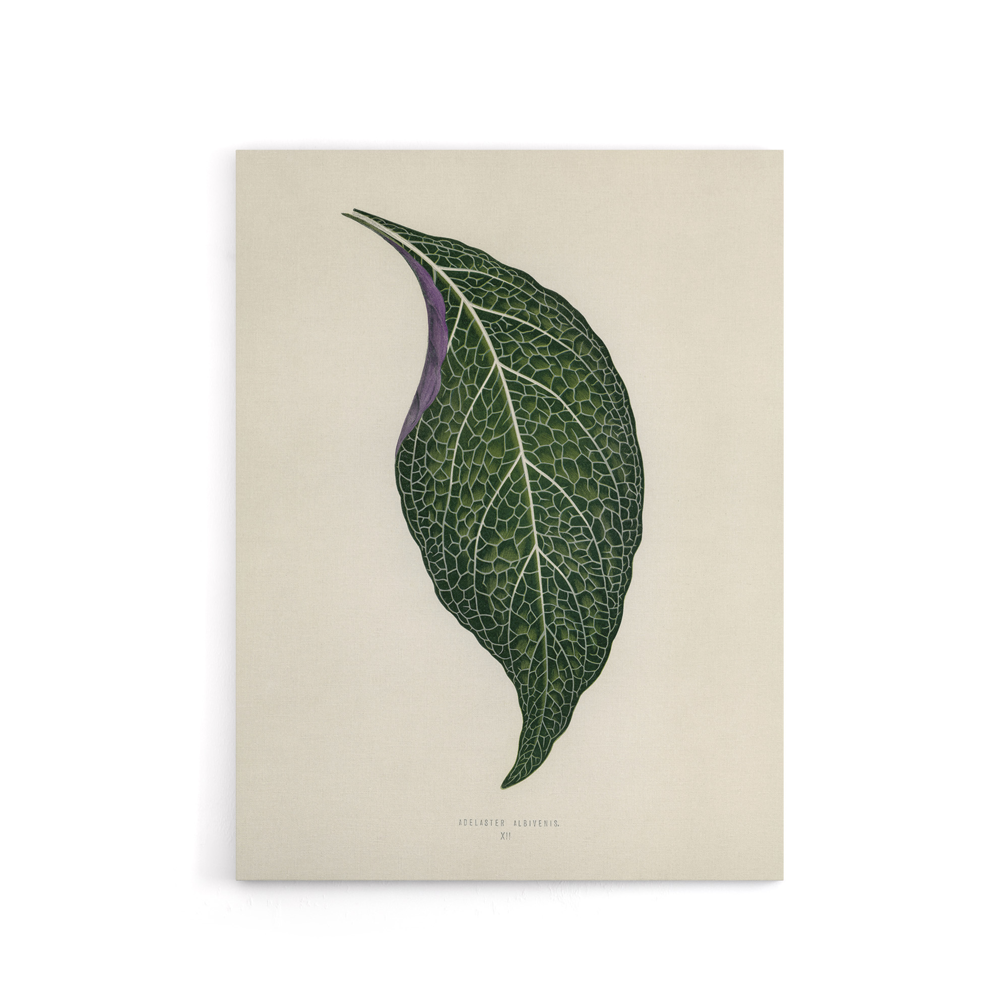 Vintage Botanical Nerve Plant Leaf Fawcett Canvas Wall Art Print
