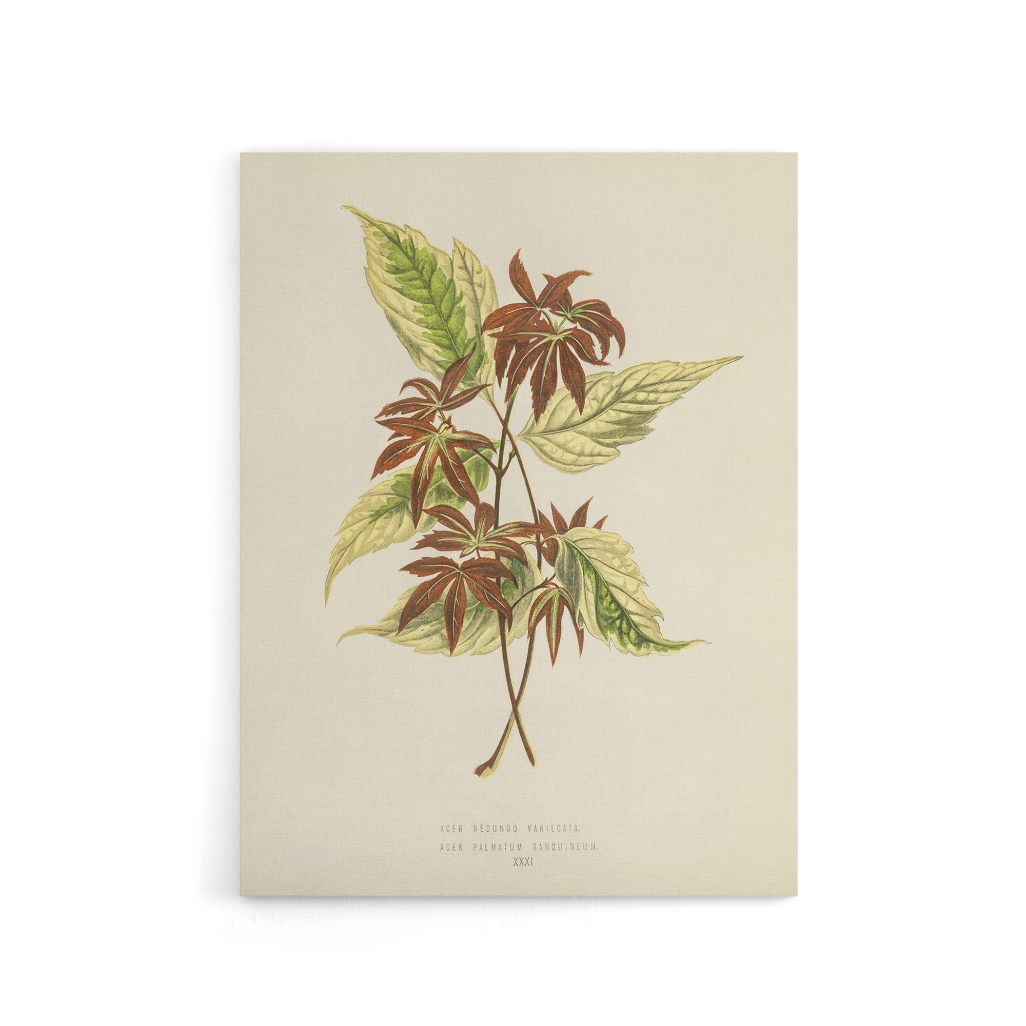 Vintage Botanical Boxelder Maple Leaves Fawcett Canvas Wall Art Print