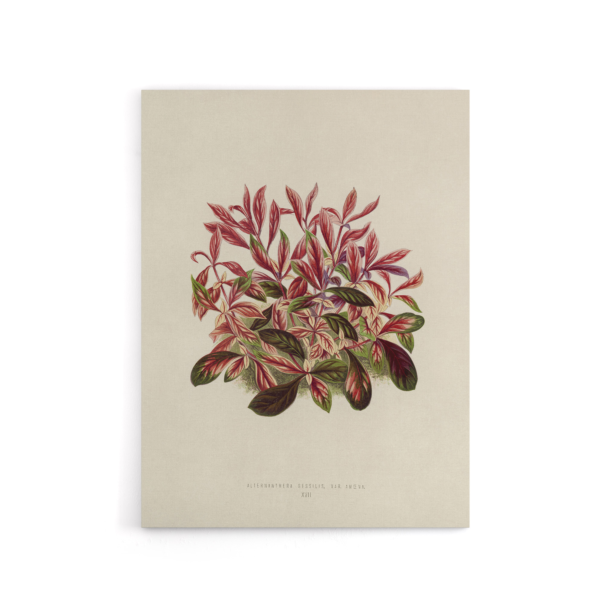Vintage Botanical Dwarf Copperleaf Fawcett Canvas Wall Art Print