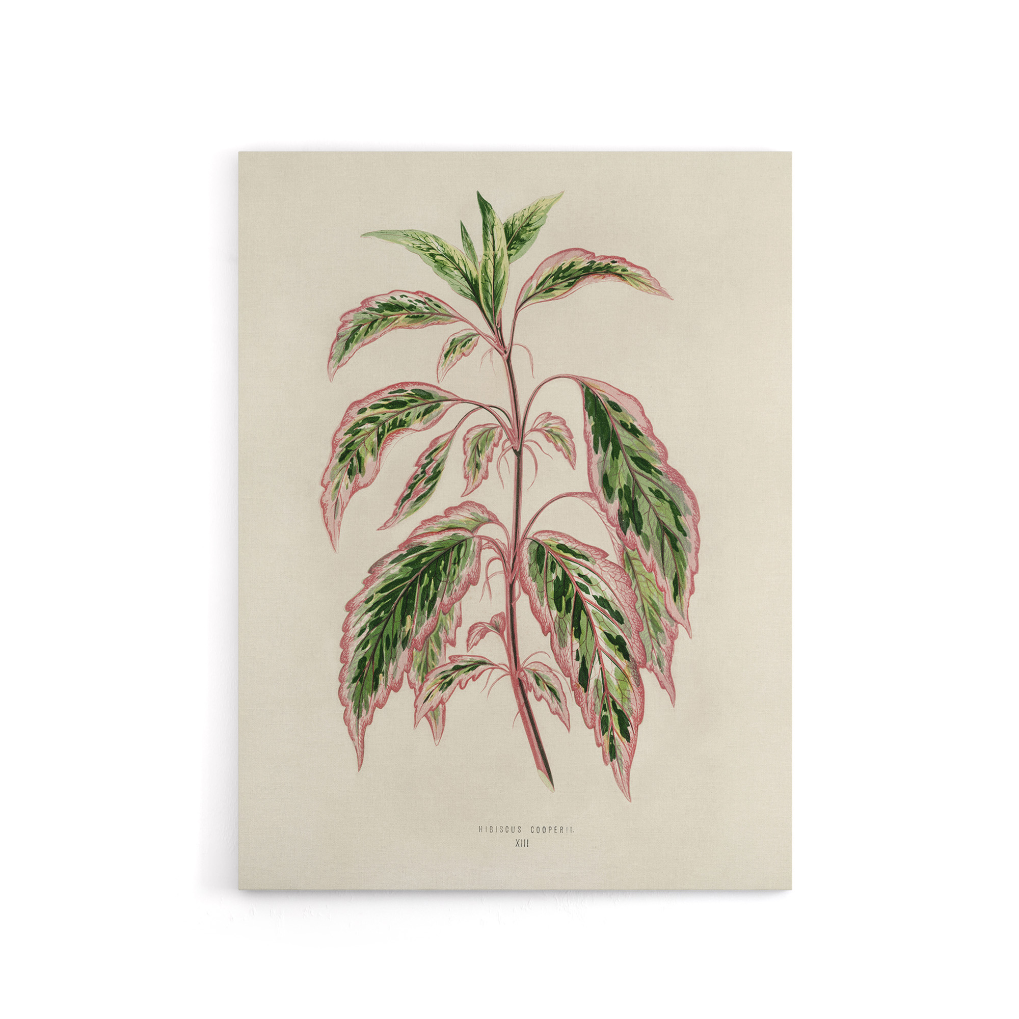 Vintage Botanical Rose Mallow Fawcett Canvas Wall Art Print