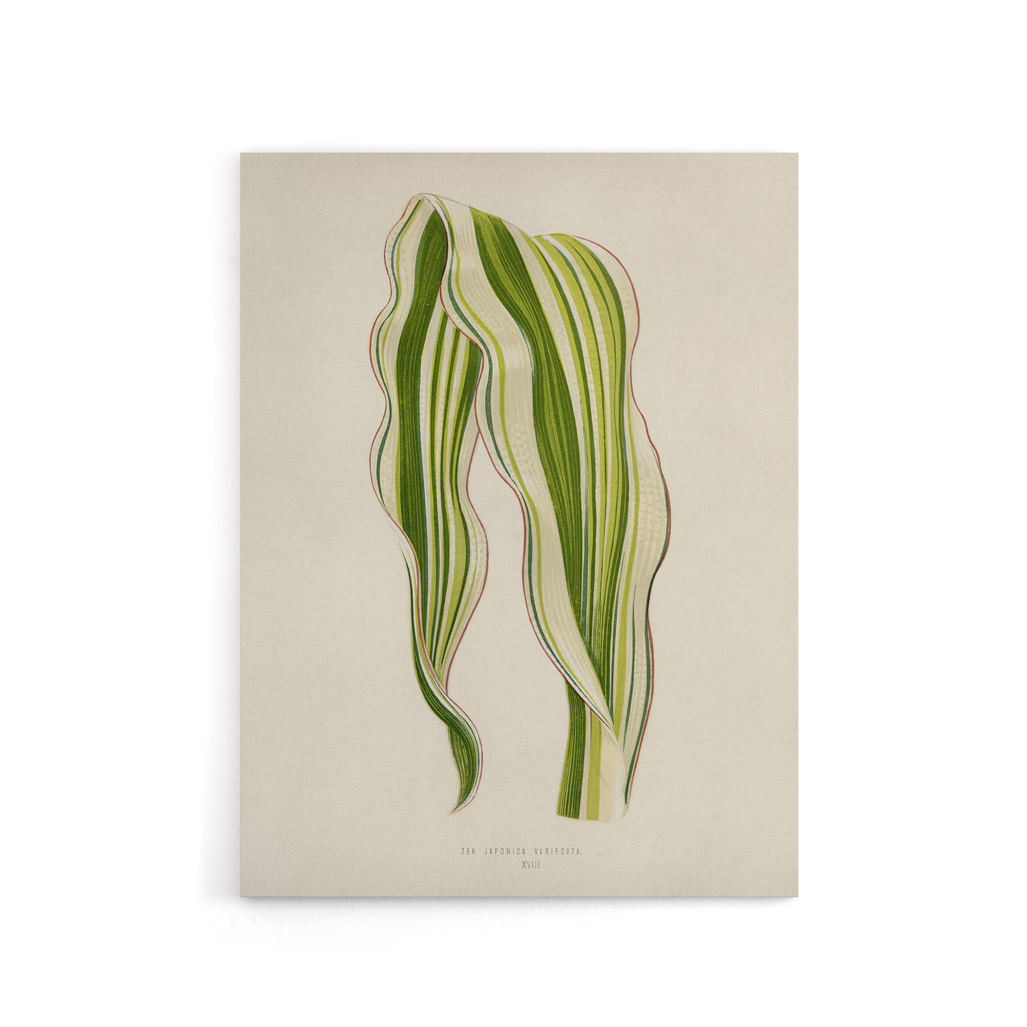 Vintage Botanical Striped Maize Corn Leaf Fawcett Canvas Wall Art Print