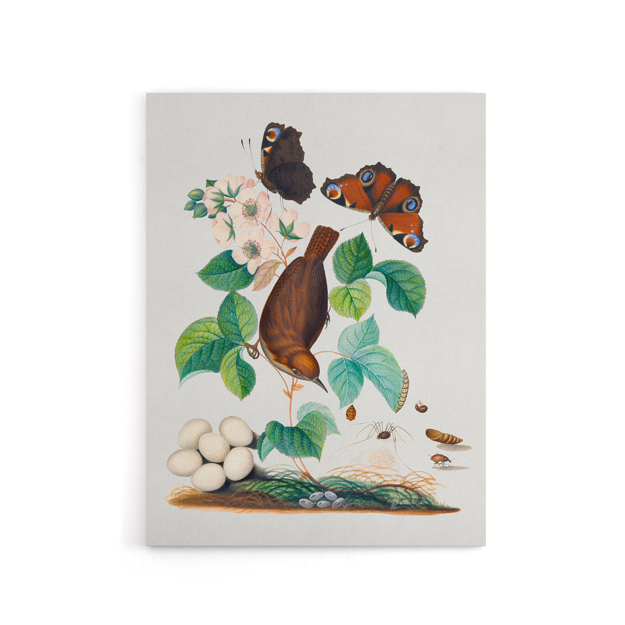 House Wren Butterflies Beetle and Spider Bolton Canvas Wall Art Print