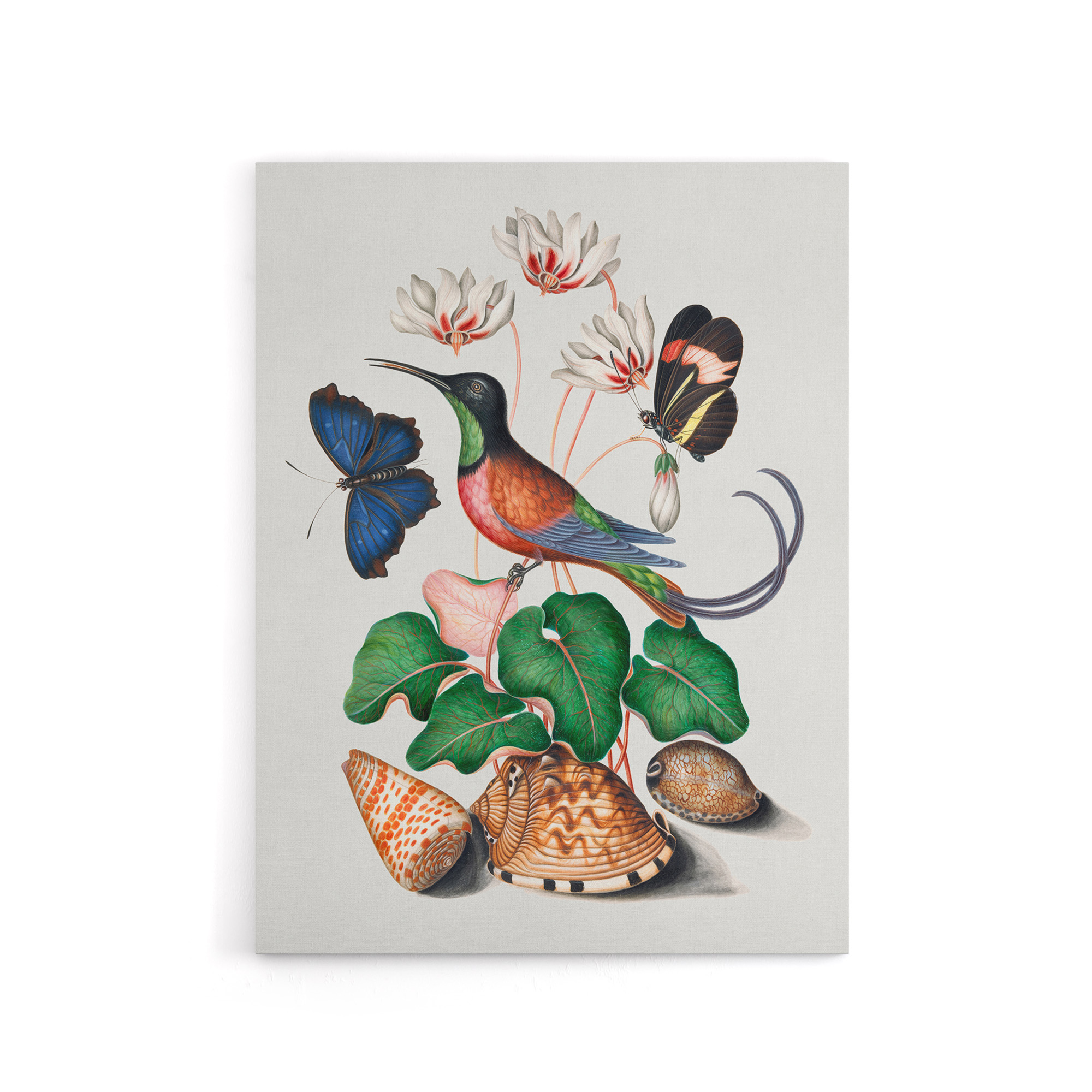 Hummingbird Cyclamen Butterflies Seashells Bolton Canvas Wall Art Print