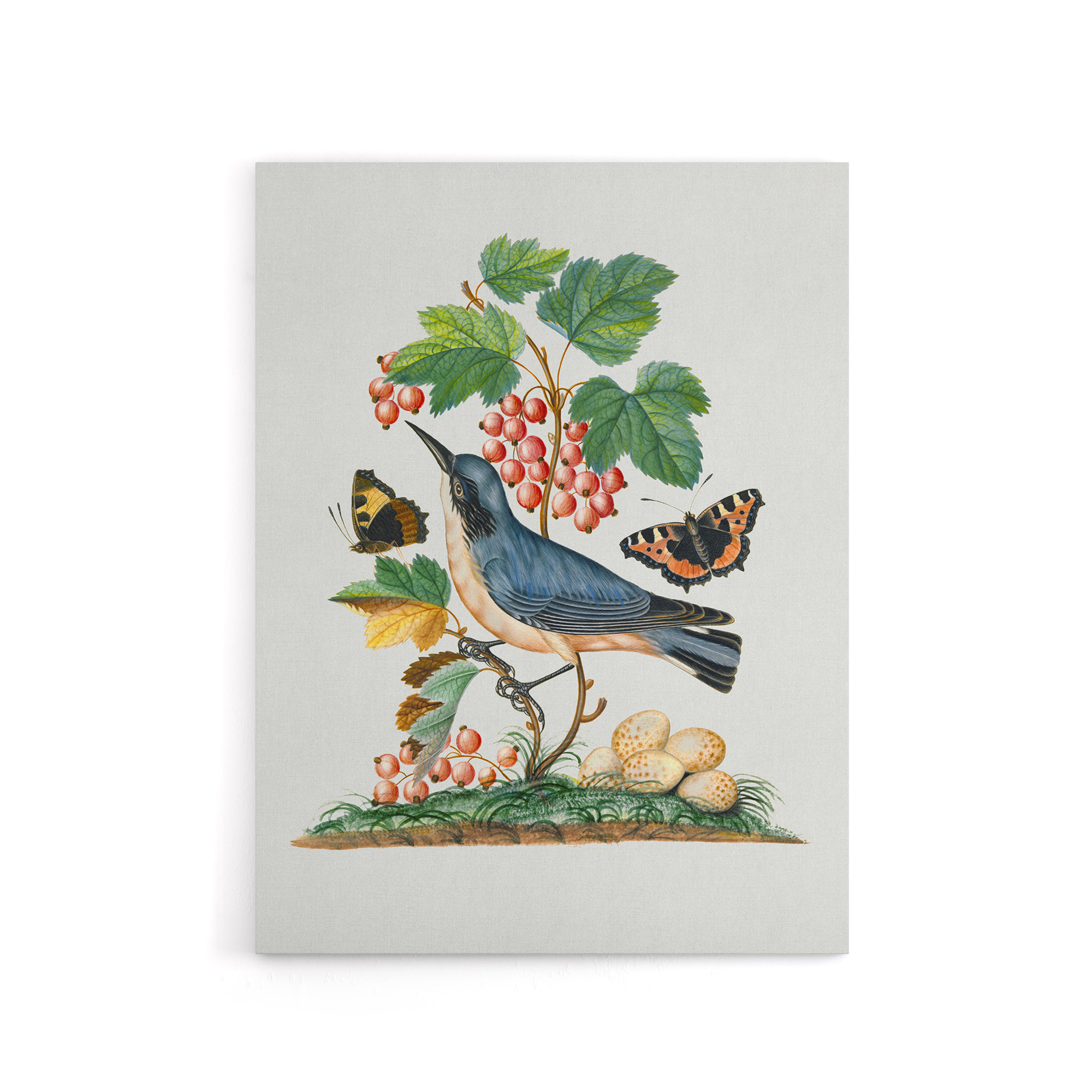 Warbler Bird and Red Admiral Butterfly Bolton Canvas Wall Art Print