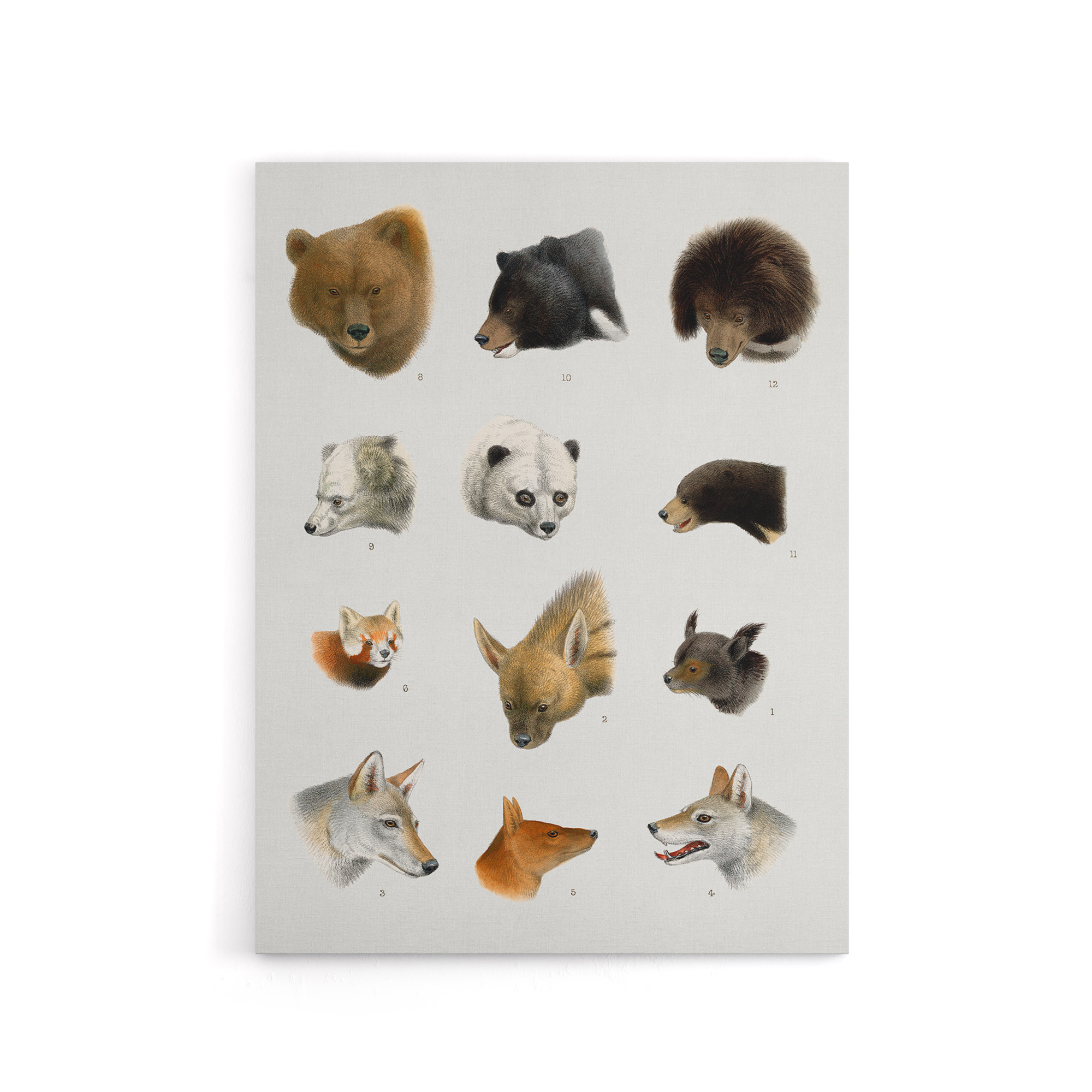 Small and Large Animals Vintage Artwork Lydekker Canvas Wall Art Print