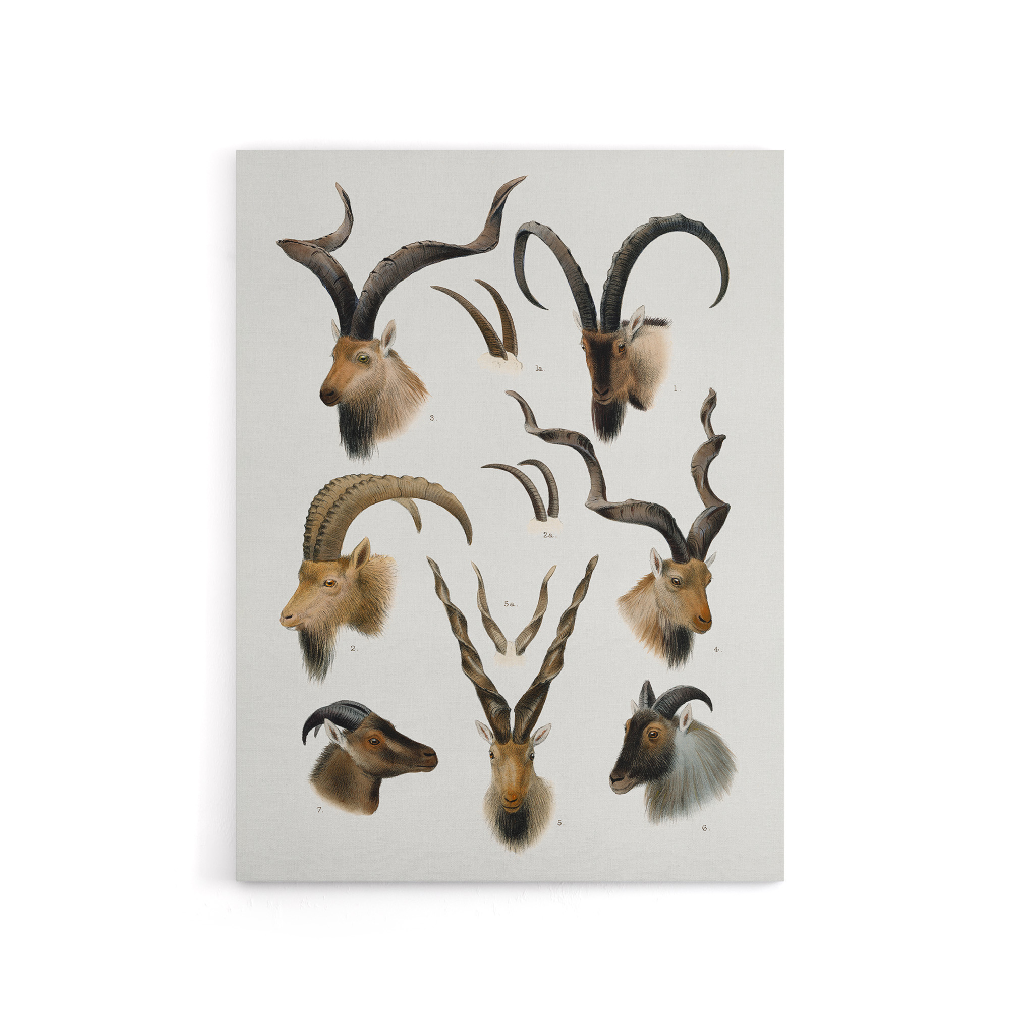 Vintage Illustration Bovidae Animals Lydekker Canvas Wall Art Print