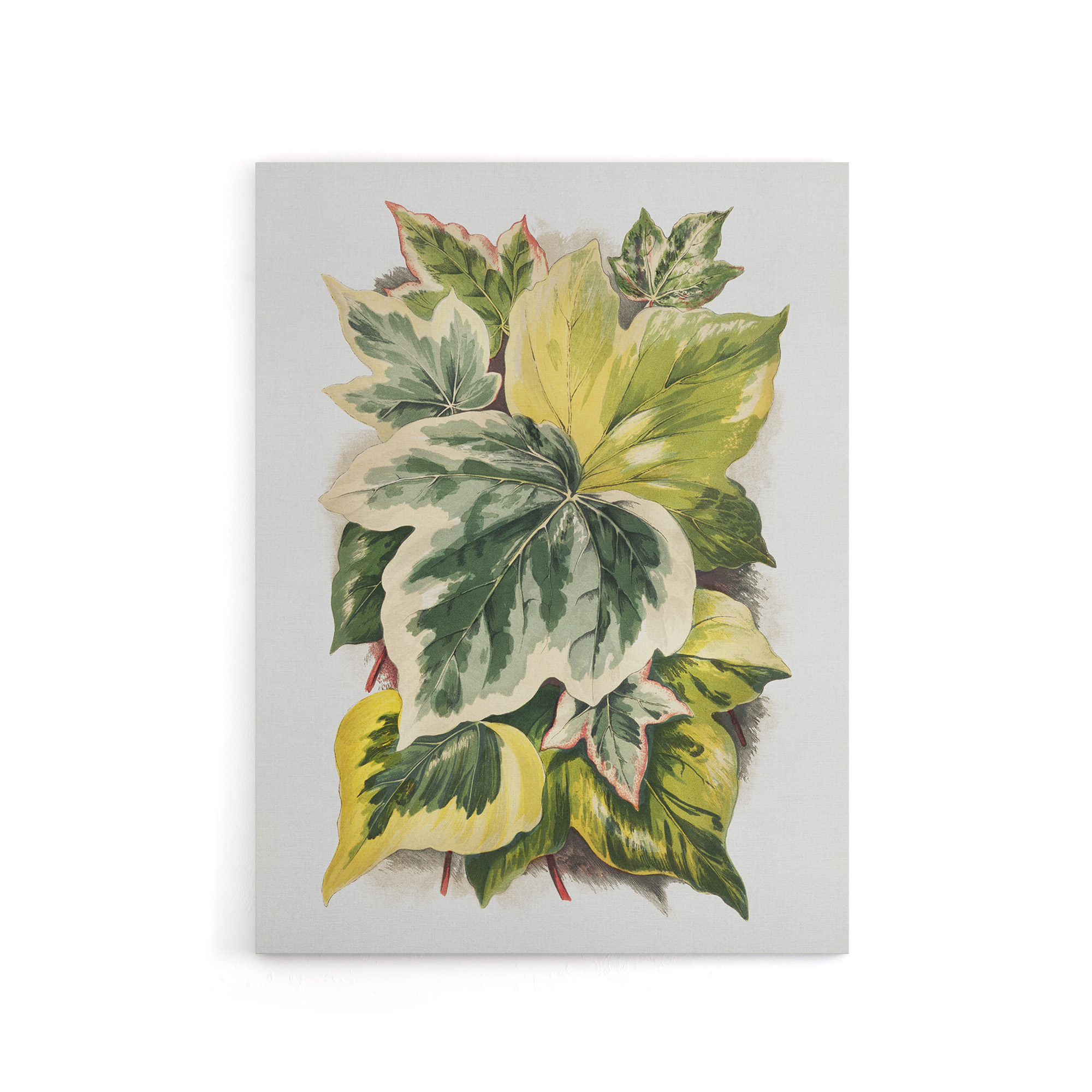 Ivy Leaf Variations Vintage Botanical Hibberd Canvas Wall Art Print