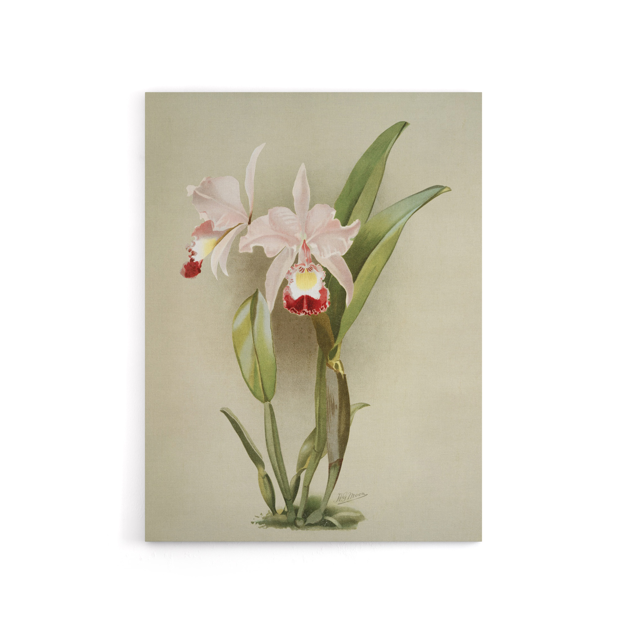 F Sander Cattleya ballantiniana Orchid Flowers Canvas Wall Art Print