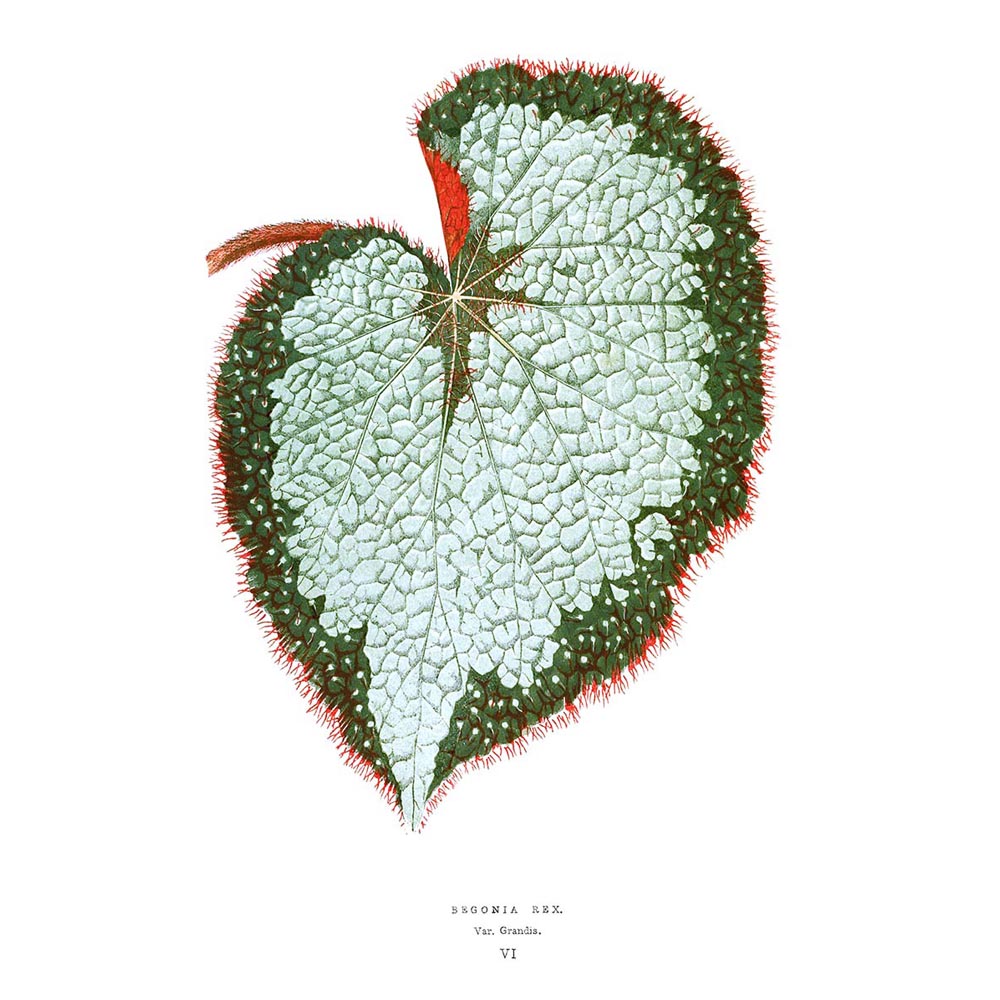 Leaf Begonia Rex Var Grandis 12X16 Inch Framed Art Print - Picture 22 of 24
