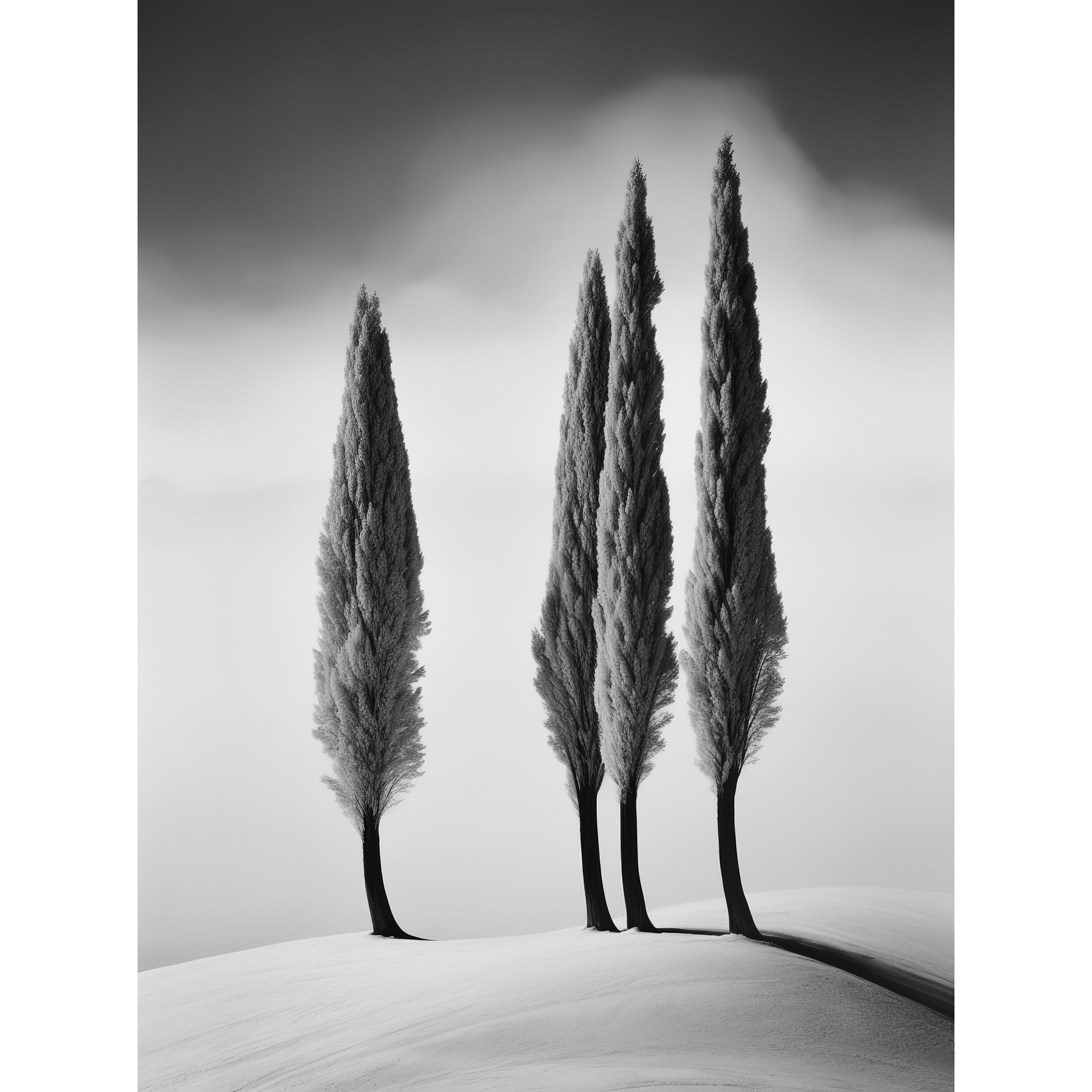 Group of Cypress Trees on Snowy Hill Minimalist Black White Framed Art 12x16