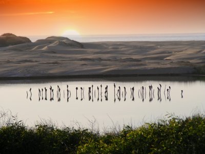 Le repos des cormorans