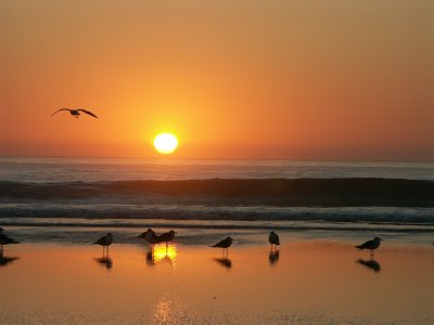 Les mouettes sur la plage