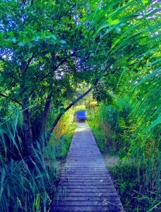 " Natural silence " / " Silence naturel "