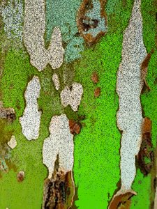Green bark