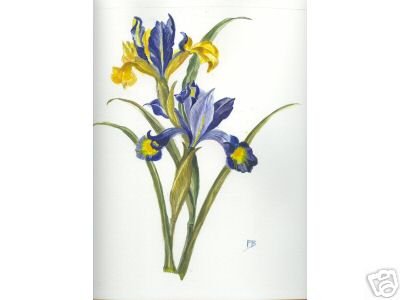 LES IRIS d'après Redouté