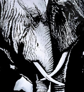 Calins d'éléphants