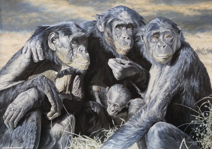 Four generations Chimpanzees