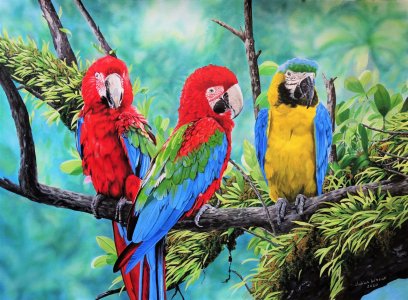 Scarlet Macaws and Blue and Gold Macaw