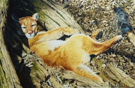 Pumas' Siesta
