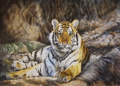 Royal Bengal Tiger cub