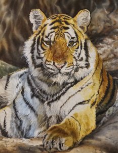 Royal Bengal Tiger cub