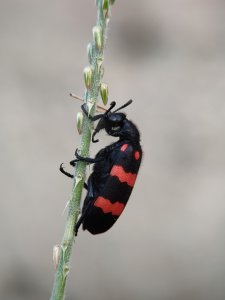 A Beetle and a Kiss from the Sun (set of 4)