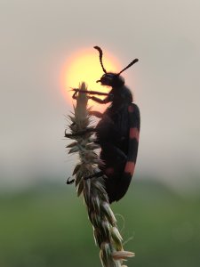 A Beetle and a Kiss from the Sun (set of 4)