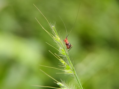 Dragonflies and a bug (set of 3)