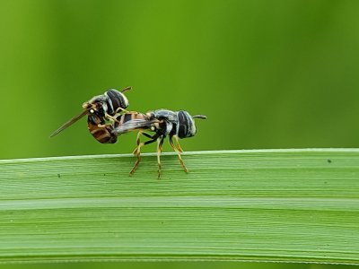 Flamboyant Insects in Green (set of 3)
