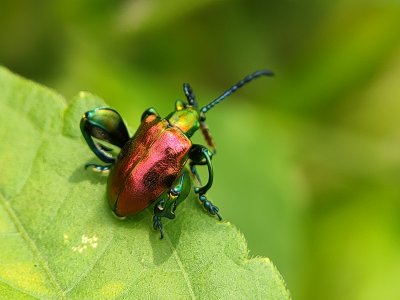 Flamboyant Insects in Green (set of 3)