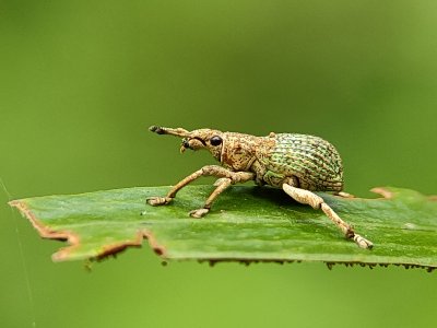 Green and Gold (set of 3)