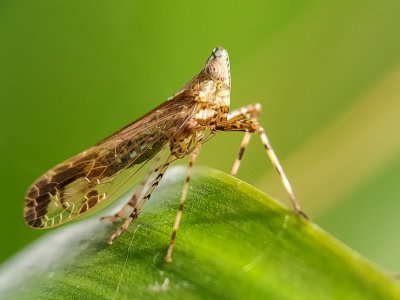 Green and Gold (set of 3)