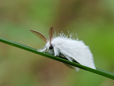 Insects in Green III (set of 3)